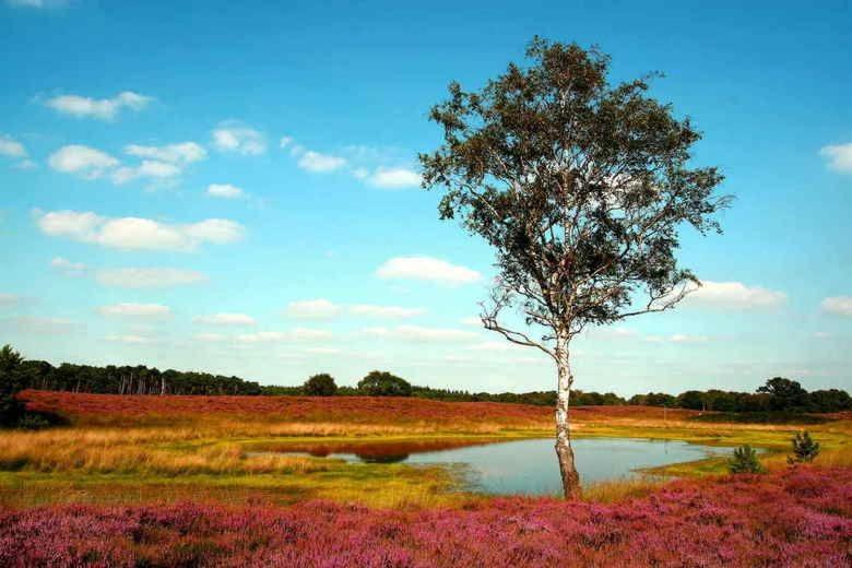 Gasterij Hotel Dennenoord Boxtel Bagian luar foto